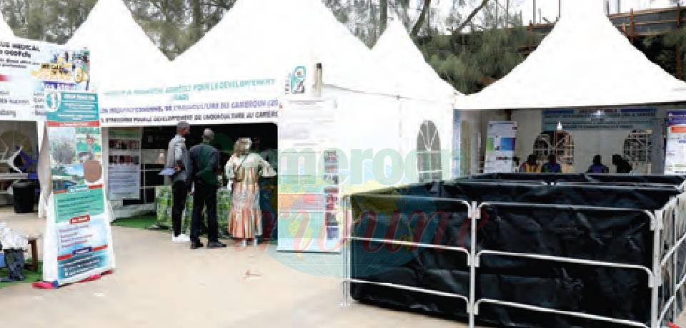 Salon interprofessionnel de l’aquaculture du Cameroun: C’est prêt