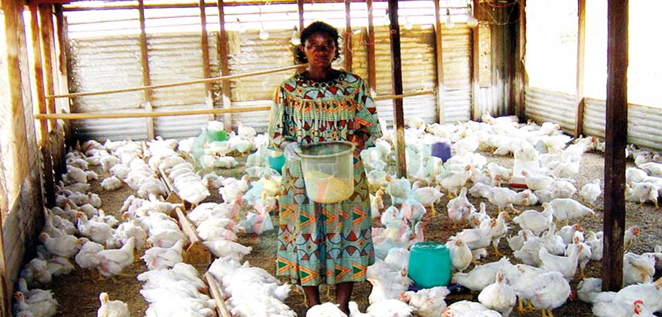 Du poulet en quantité attendu dans les marchés bientôt.