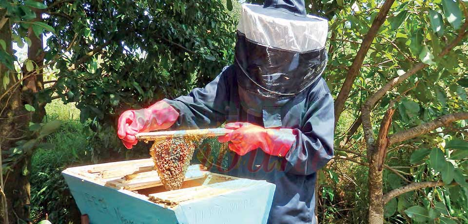 Adamaoua : au pays du miel