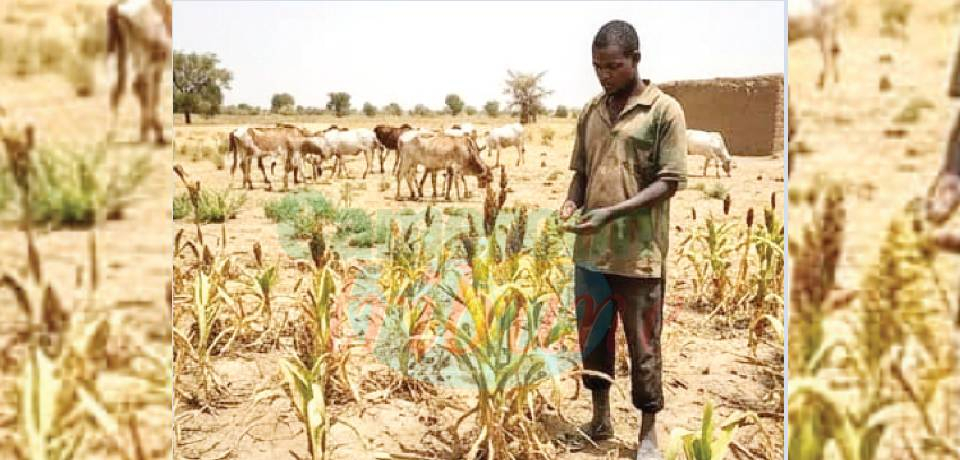 Climate Vulnerability, Food Security: Resilience Recommended For Far North