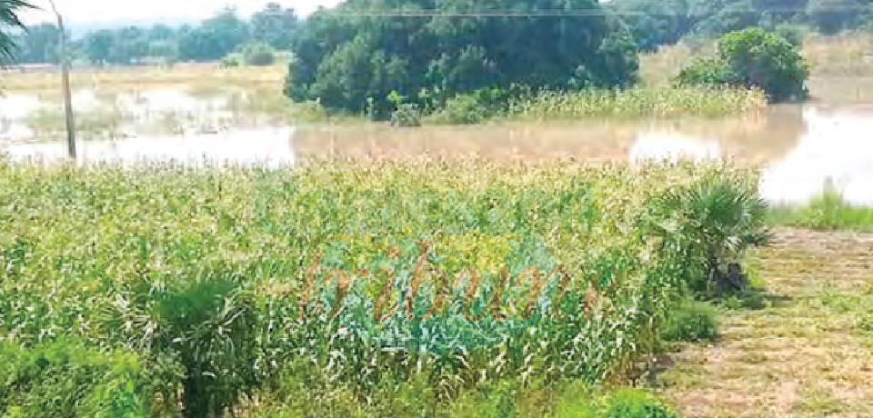 Développement agro-industriel: Des financements disponibles