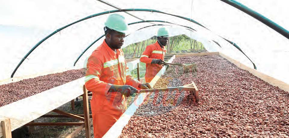 Commercialisation du cacao : les raisons de l’embellie