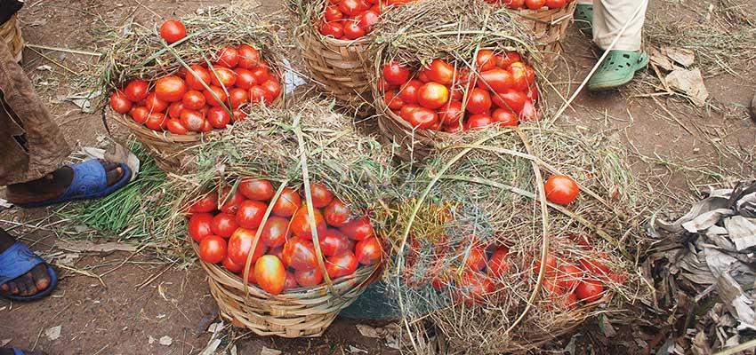 Tomate : six mois pour sauver la filière