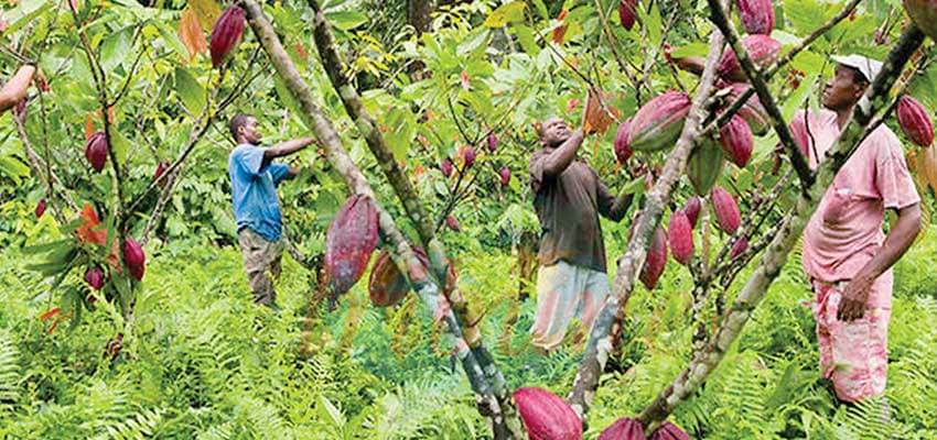 Lutter contre le coxage pour un cacao de meilleure qualité.