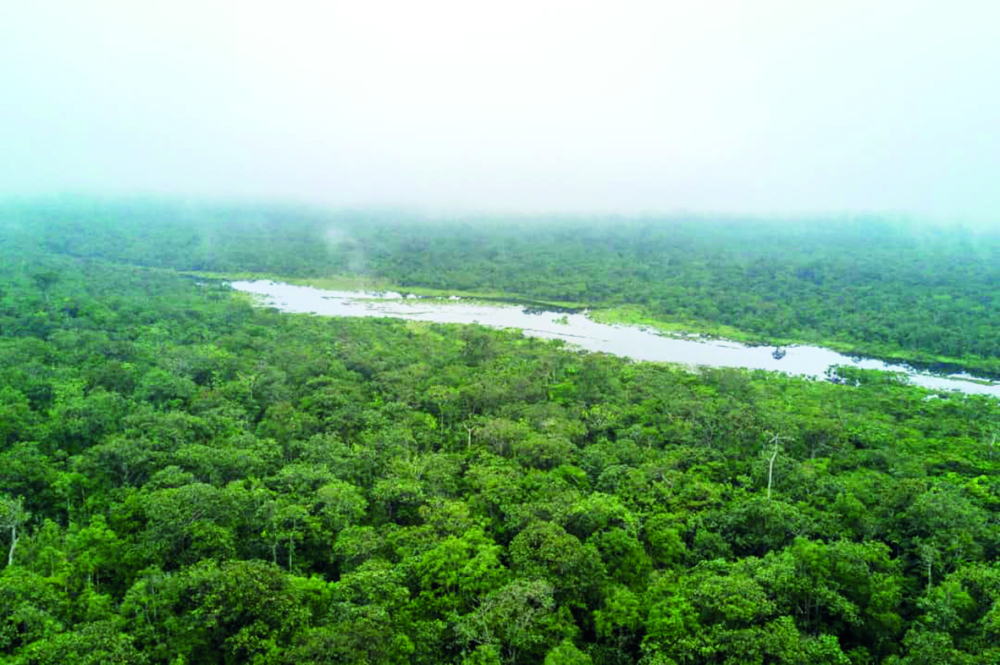 Les forêts du Bassin du Congo ont besoin de plus de financements.