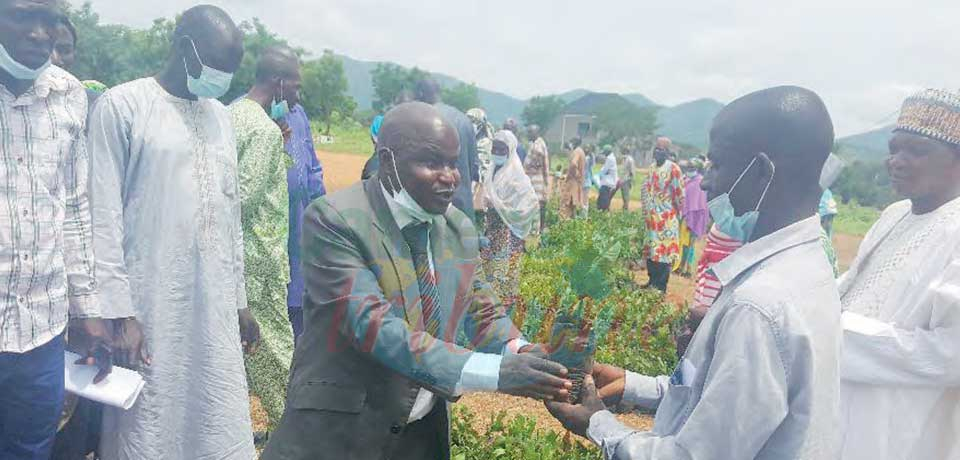 Culture d'anacardier et acacia Sénégal  : 80 000 plants offerts aux paysans