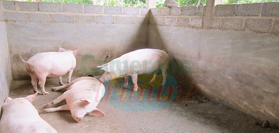 Peste porcine : des cargaisons de bêtes contaminées détruites