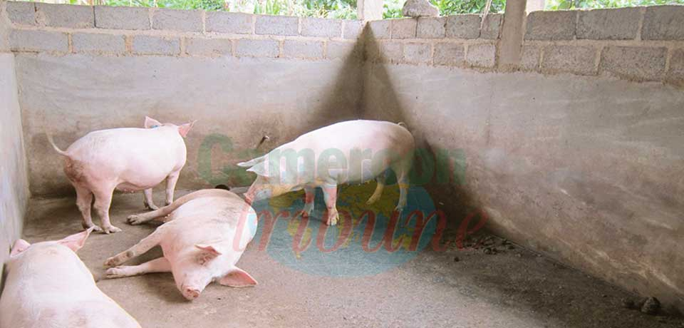 Peste porcine : des cargaisons de bêtes contaminées détruites Peste porcine : des cargaisons de bêtes contaminées détruites