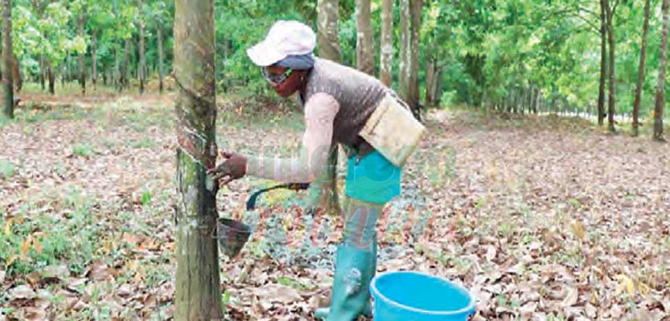 Production de caoutchouc camerounais : Hévécam veut atténuer la chute annoncée