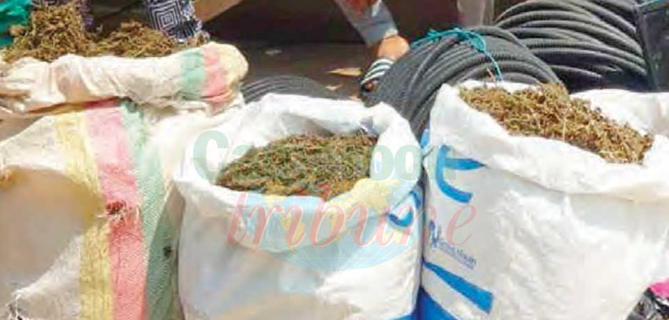 Drug Trafficking : Three Dealers Apprehended In Yaounde Drug Trafficking : Three Dealers Apprehended In Yaounde