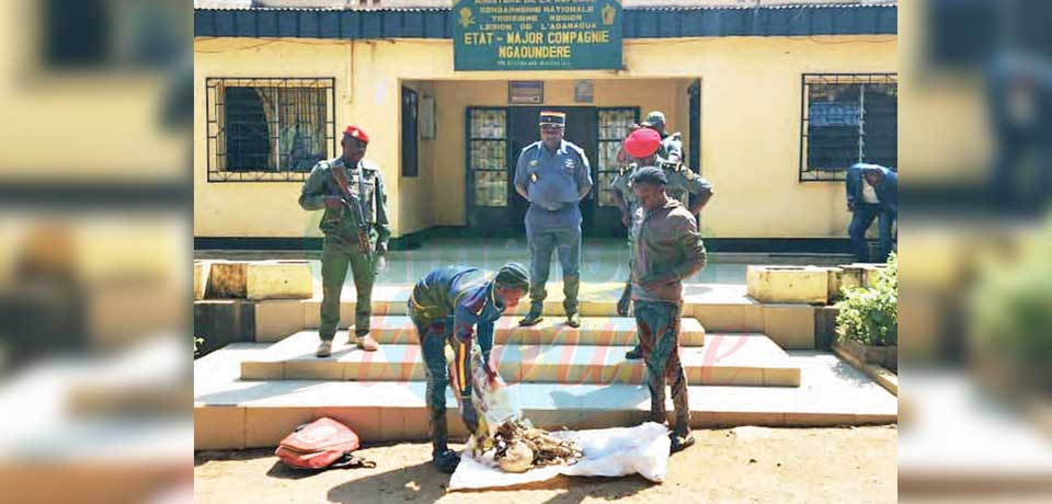 Trafic d’ossements humains : deux trafiquants présumés interpellés à Ngaoundéré