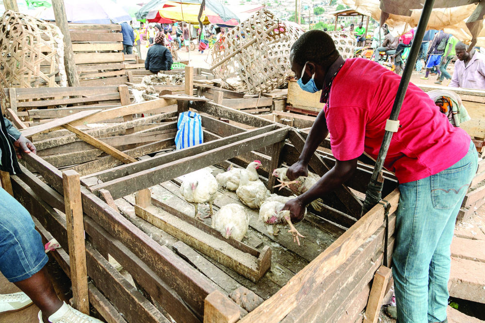 Poulets : les prix à la hausse