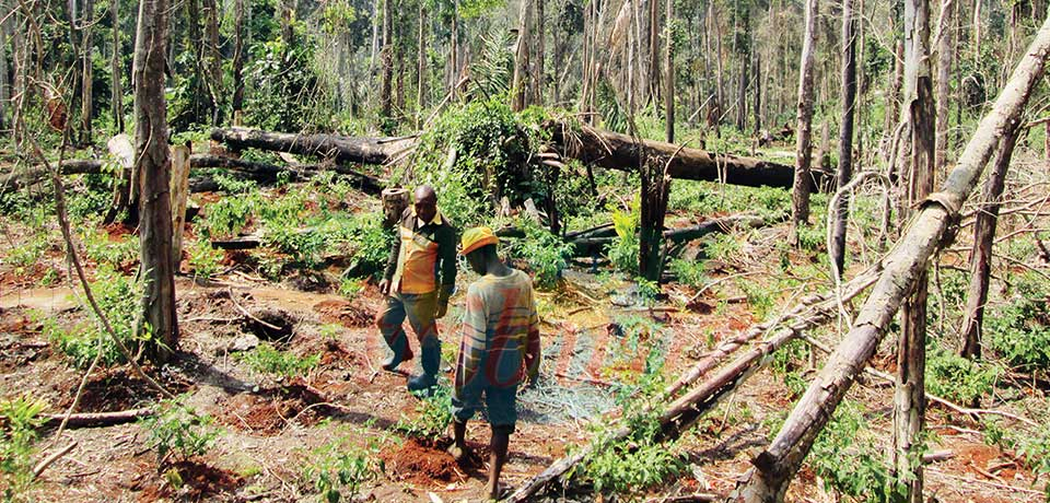 Biodiversité : la production rurale, facteur de dégradation