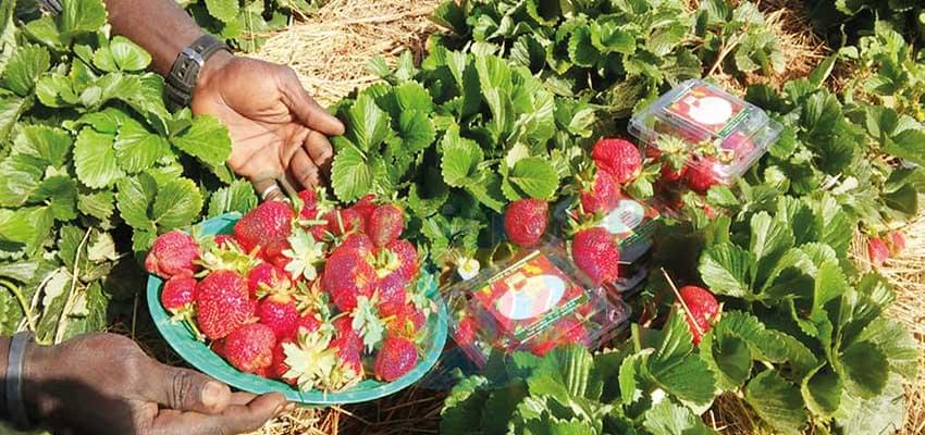 Strawberry Cultivation : Farmers Take Up Challenge