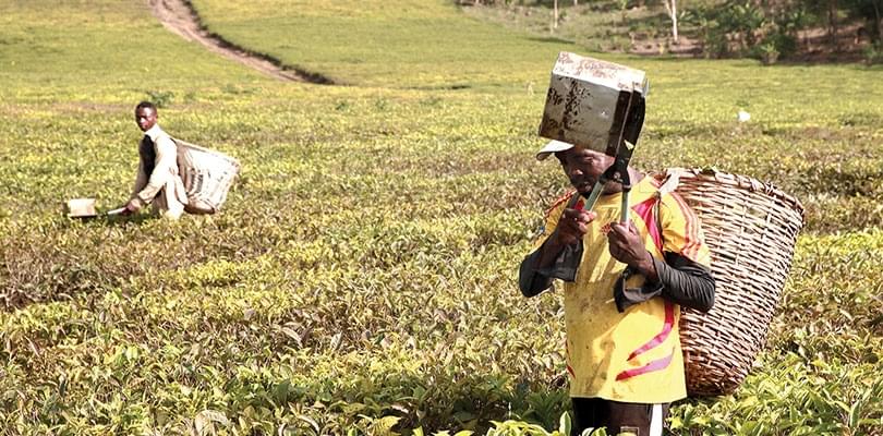 Modernisation de l’agriculture: il est temps de semer