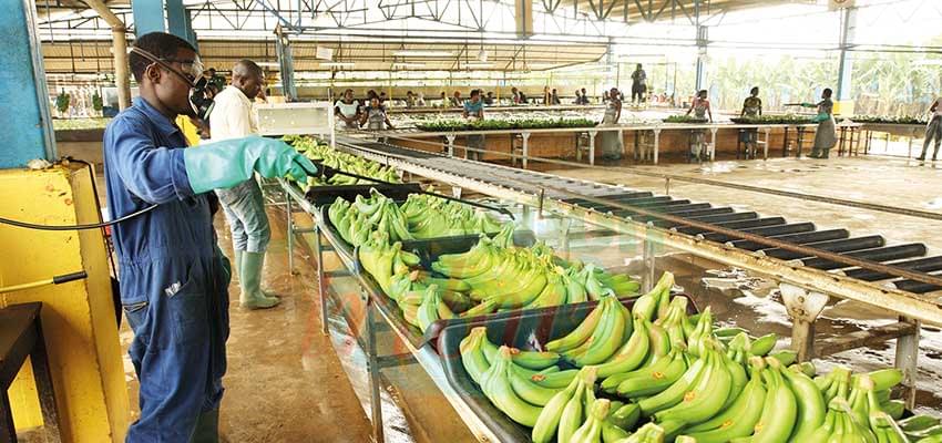 Banane : les exportations en hausse