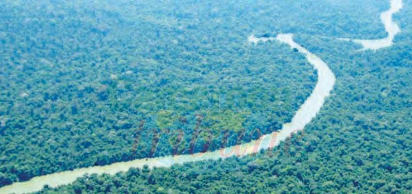 Brésil : de bons points pour l’ « Opération Brésil Vert 2 » Brésil : de bons points pour l’ « Opération Brésil Vert 2 »