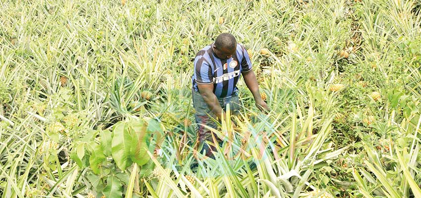 Développement agricole : la course à l’innovation