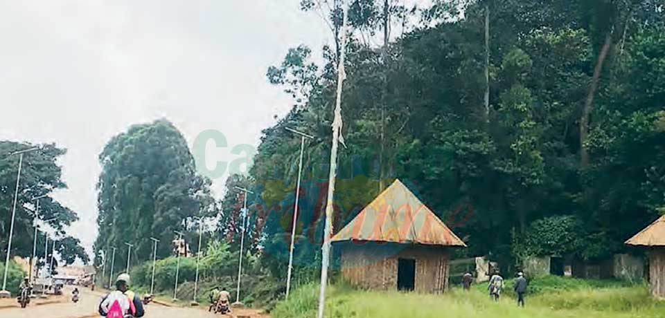 Un aperçu de la « forêt sacrée ».