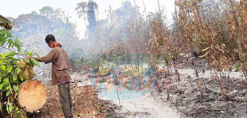 Feux de brousse : des hectares de plantation calcinés