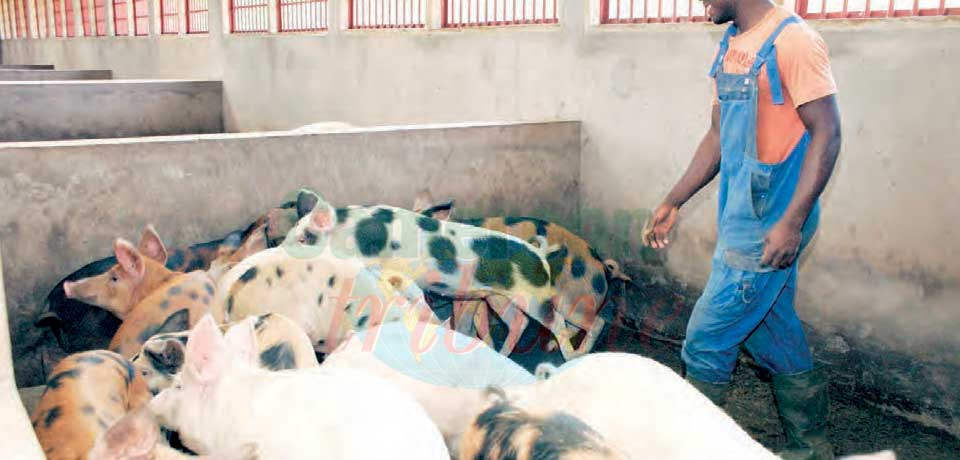Développement de la filière porcine : des races améliorées à importer Développement de la filière porcine : des races améliorées à importer