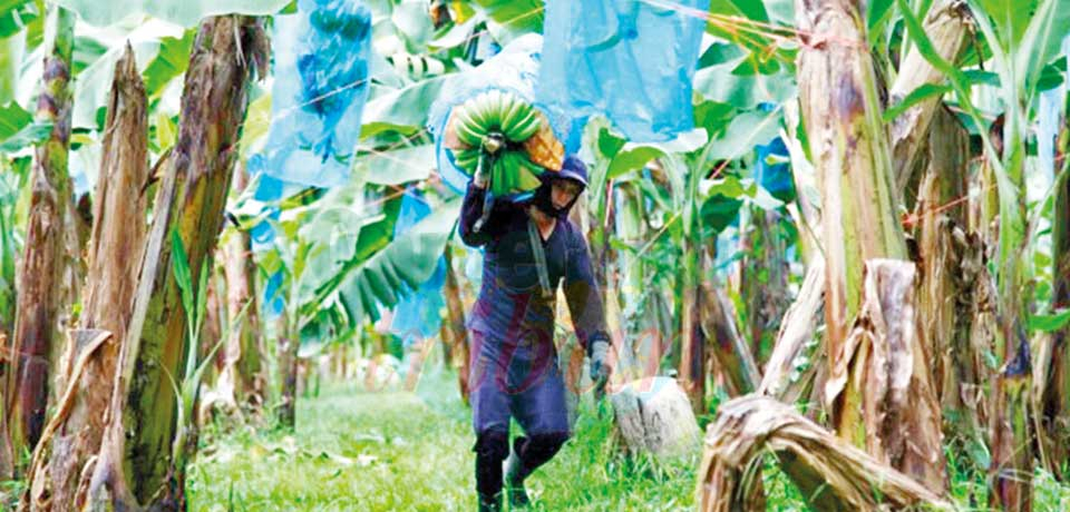 Pesticides Use Raises Alarm