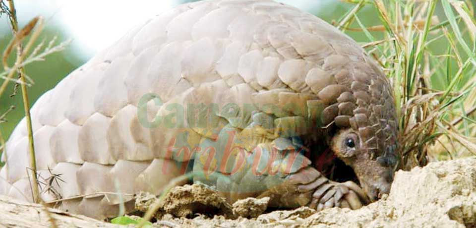 Braconnage du pangolin : les chefs du Wouri disent non !