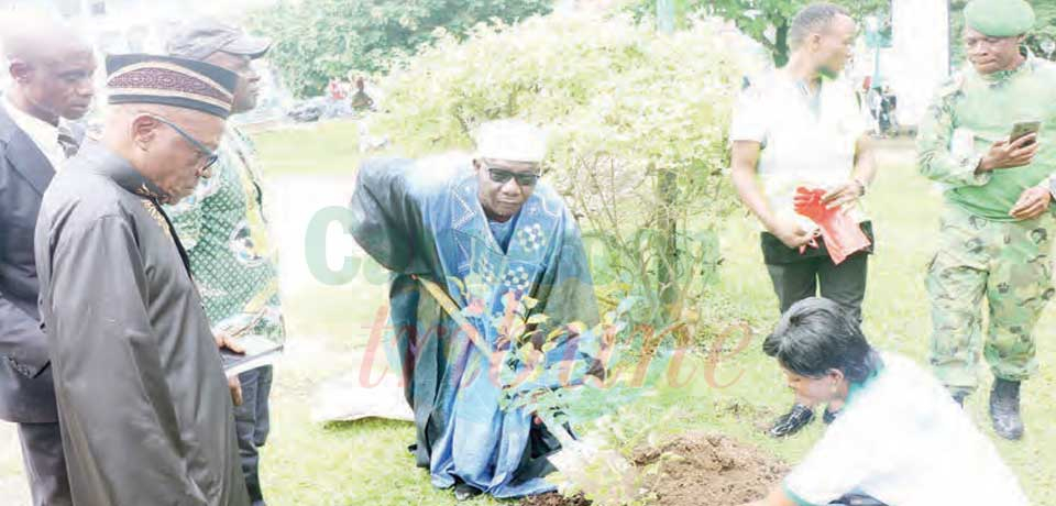 50th Anniversary of World Environment Day : Douala Plant Trees