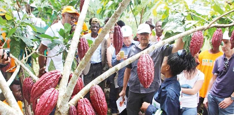 Transformation: les chocolatiers veulent un cacao d'exception