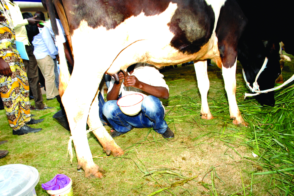 Adamaoua  : du lait à flots