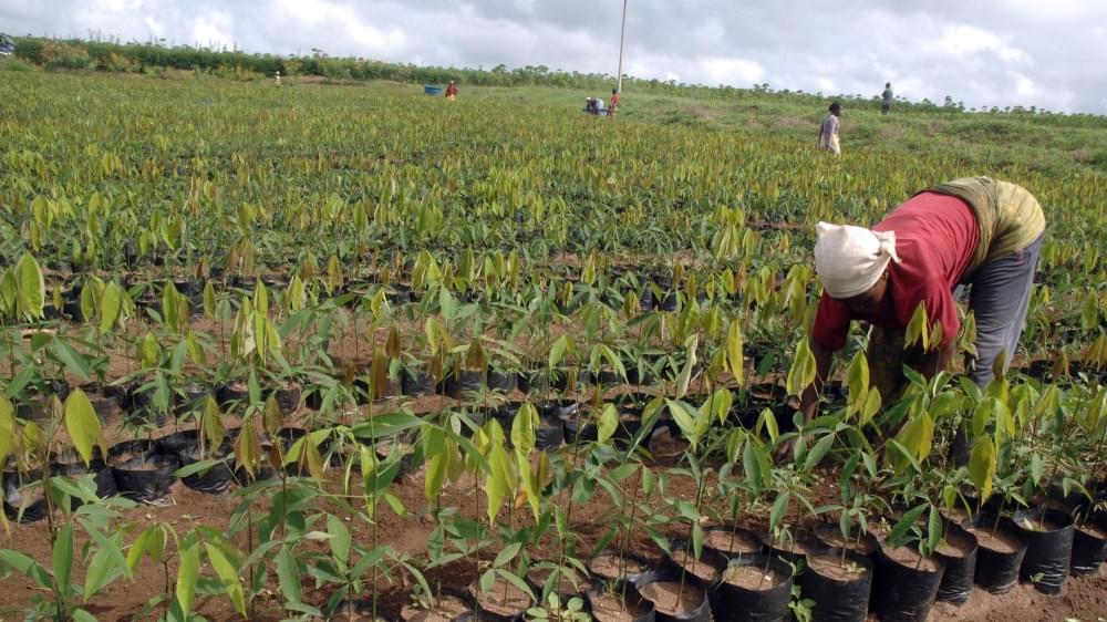 Agriculture: les femmes veulent gagner du terrain