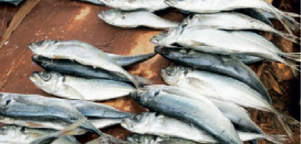 Consommation: Le maquereau est rare