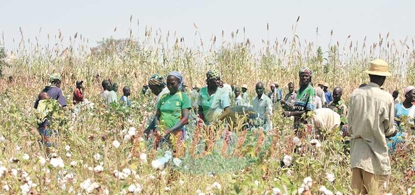 Cotton Development : Gov’t Secures FCFA 21 Billion Loan Cotton Development : Gov’t Secures FCFA 21 Billion Loan