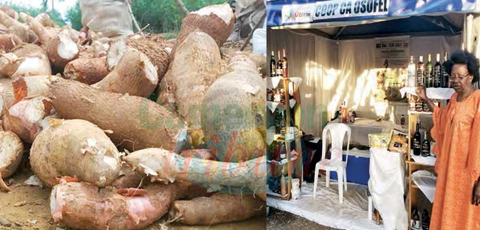 Manioc : les promesses de la transformation