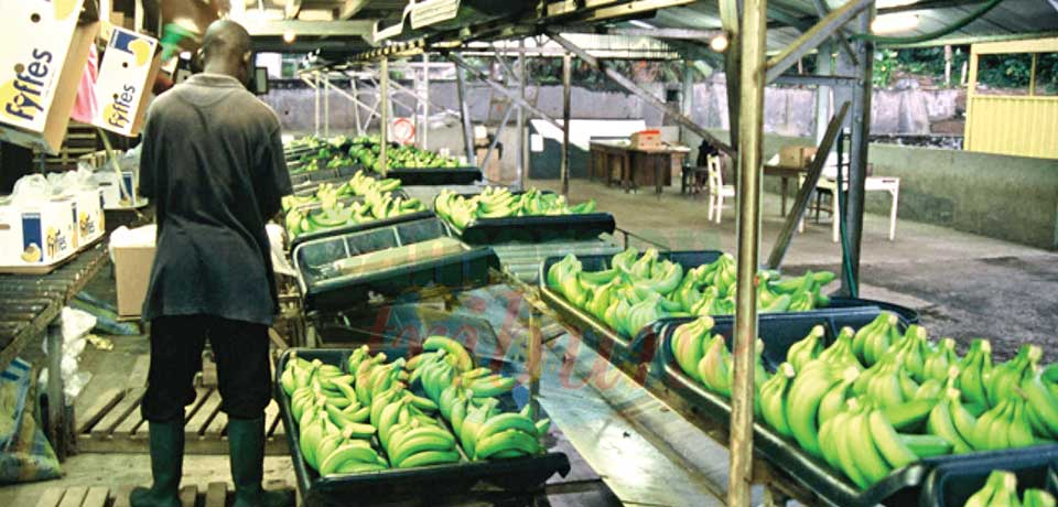 Bananes : plus de 100000 tonnes exportées entre janvier et juillet