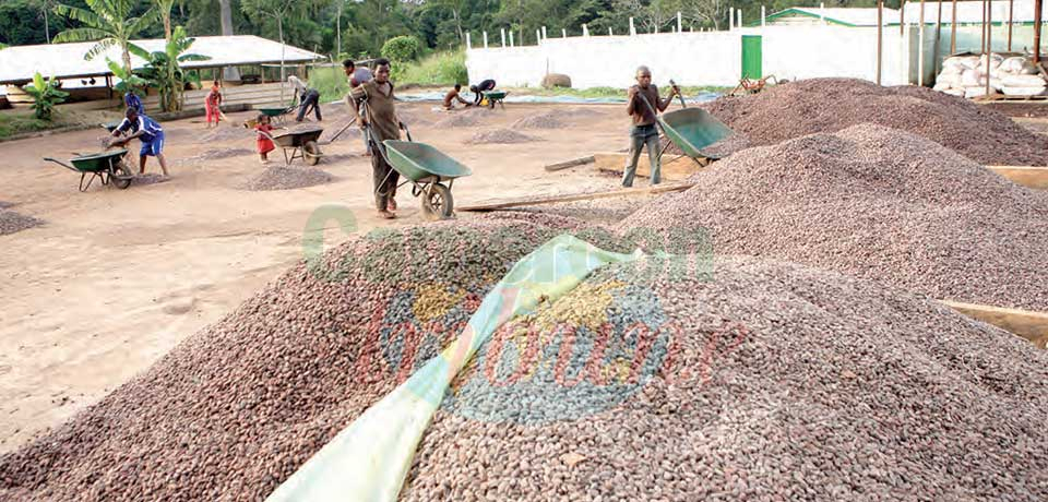 Cacao : la fève camerounaise a la cote