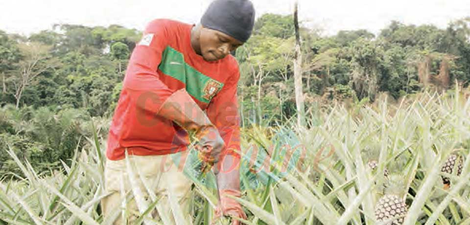 Financement agricole : de nouveaux produits développés