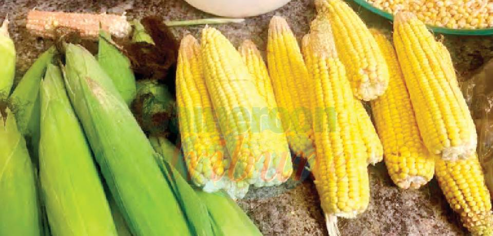 Au Marché: Fresh Corn In Season, But Expensive