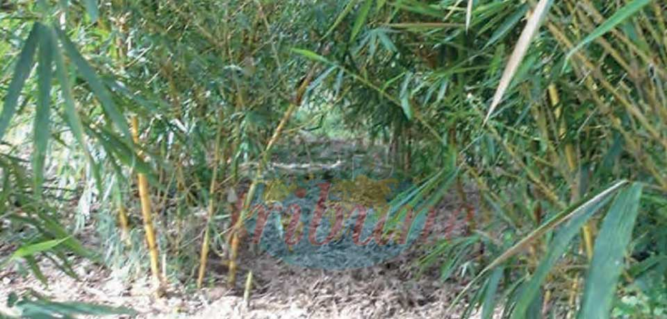 Développement durable : le rôle-clé du bambou et du rotin
