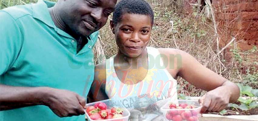 Emmanuel Fongang : le pari de la fraise Emmanuel Fongang : le pari de la fraise