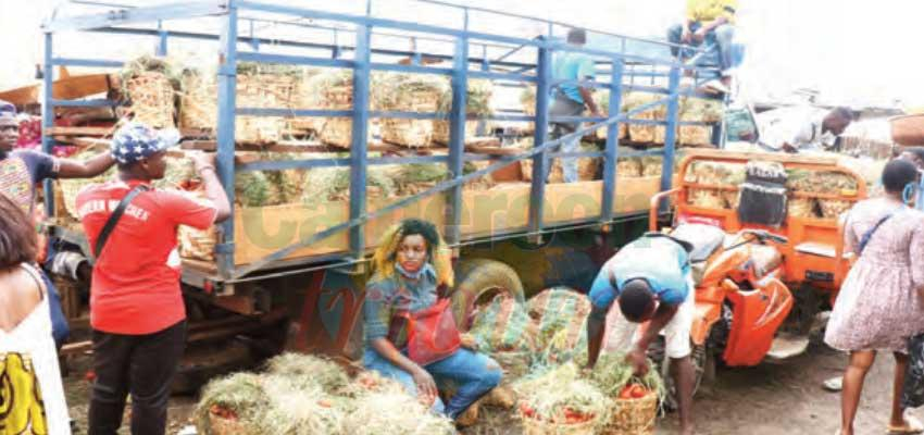 Marchés : de la tomate à gogo