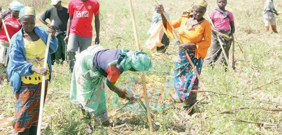 Dérèglement climatique  : le secteur agropastoral menacé