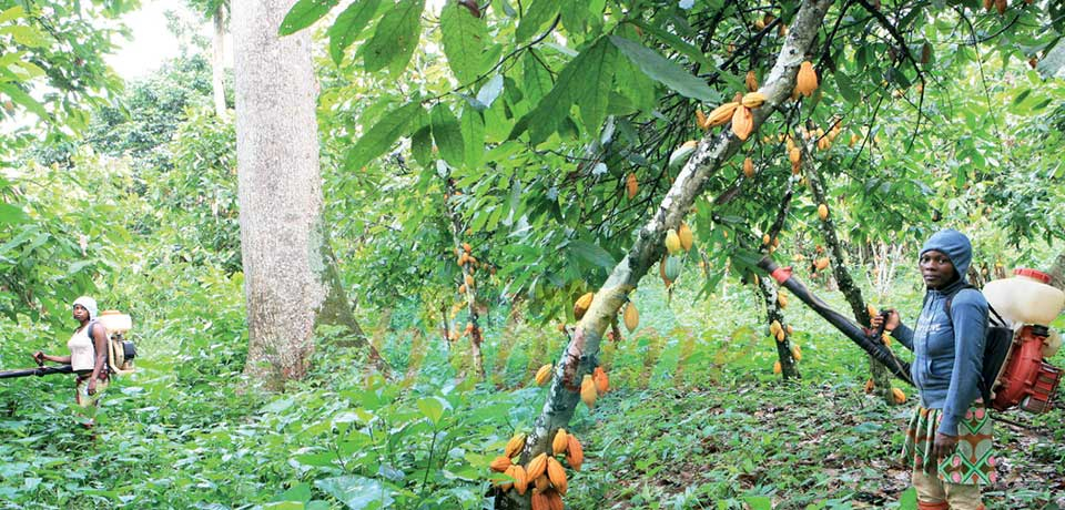 Filière cacao : comment sécuriser les revenus des producteurs