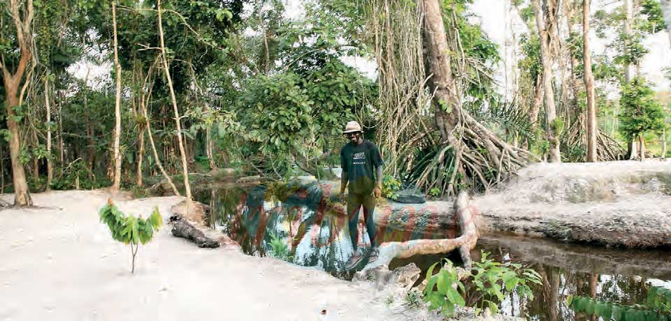 Thalassa Beach : une plage en pleine forêt