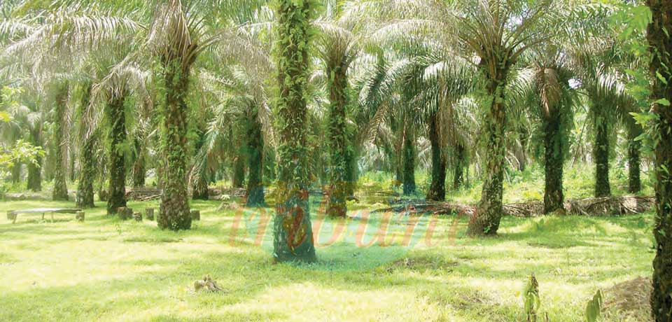 Palmier à huile : vivier d’opportunités