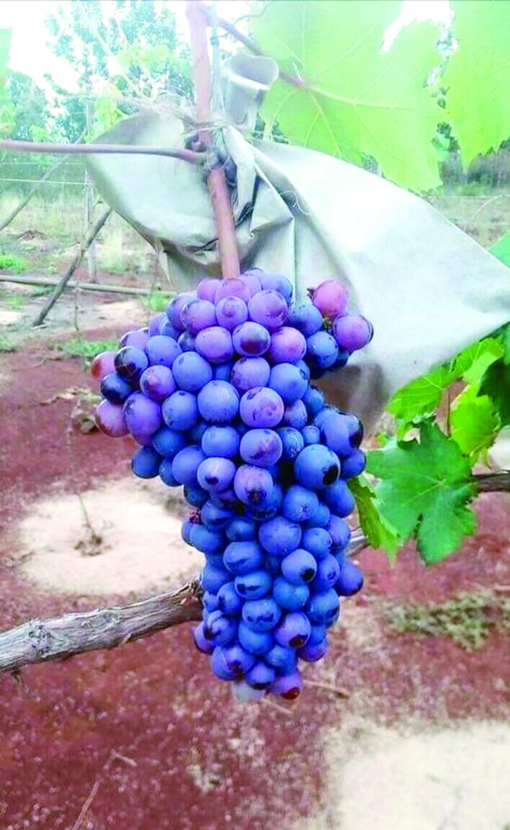 La culture du raisin promet au Cameroun.