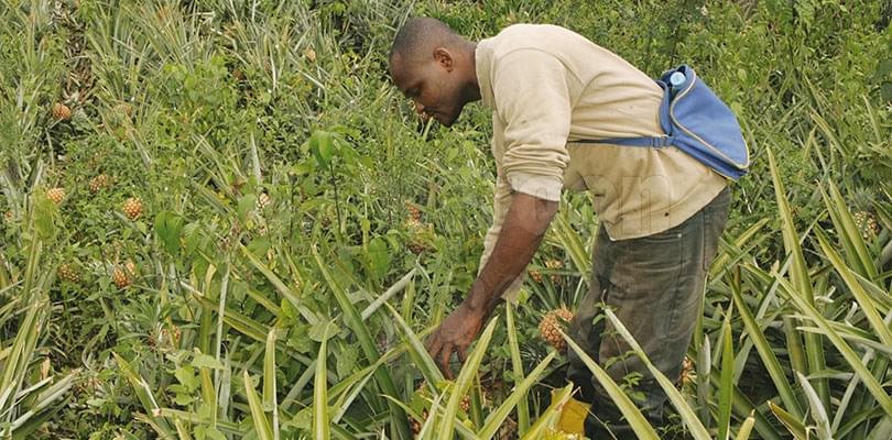 Agriculture: The Milestone Covered
