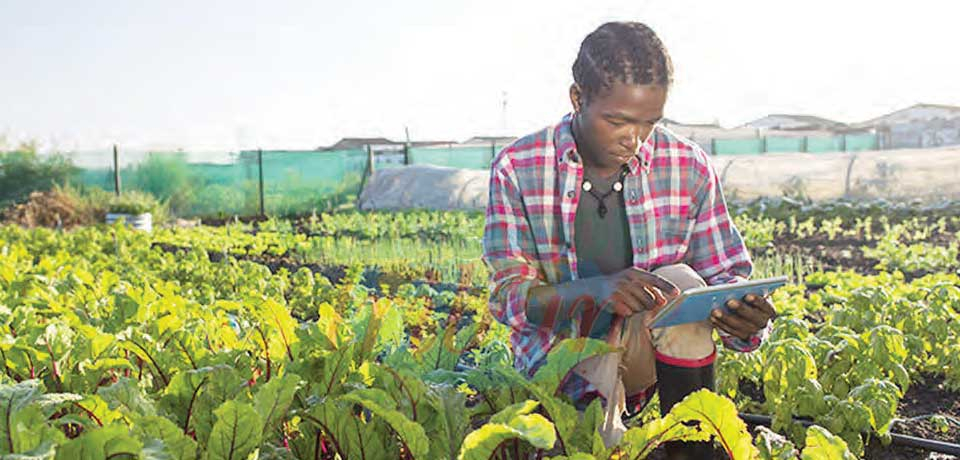 Internet haut débit, transformation digitale de l’agriculture : 57 milliards de F pour le Cameroun