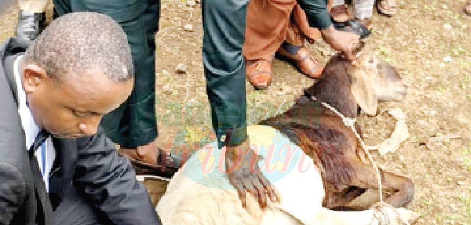 Buea: Muslims Pray For Peace, Unity