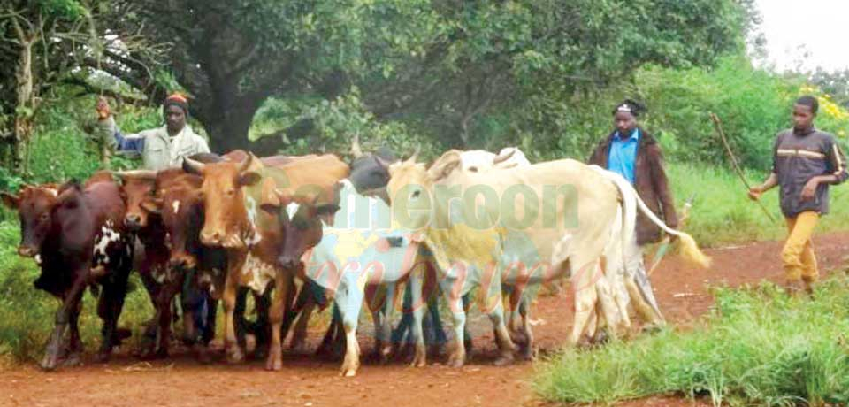 Sécurité dans l’Adamaoua: Le transport nocturne de bétail interdit